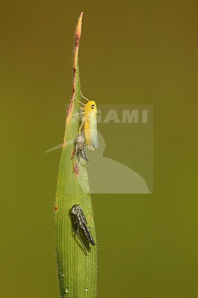 Vervelde Groene cicade; emerged Green leafhopper; stock-image by Agami/Walter Soestbergen,