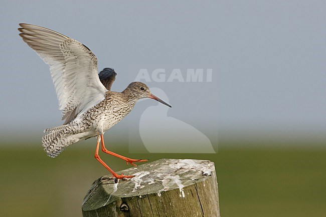 Tureluur op paal; Common Redshank on fench stock-image by Agami/Arie Ouwerkerk,