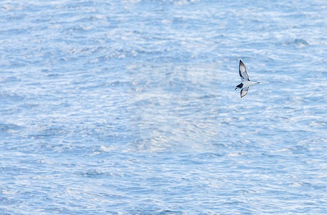 Gould's Petrel (Pterodroma leucoptera) flying over the ocean south of New Caledonia. stock-image by Agami/Marc Guyt,
