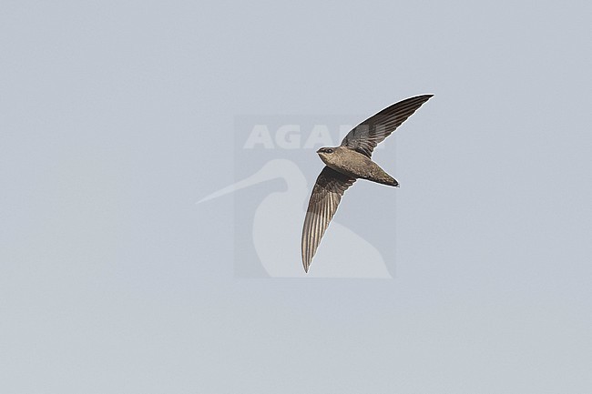 Chimney Swift (Chaetura pelagica) flying over the vila do Corvo, Corvo, Azores, Portugal. stock-image by Agami/Vincent Legrand,