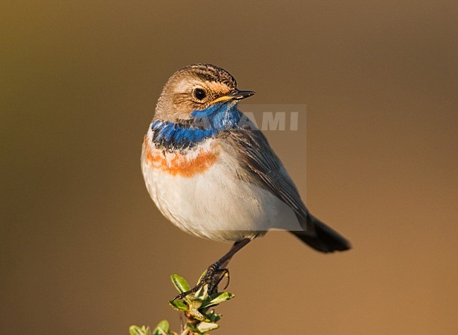 Blauwborst, White-spotted Bluethroat, Luscinia svecica stock-image by Agami/Menno van Duijn,