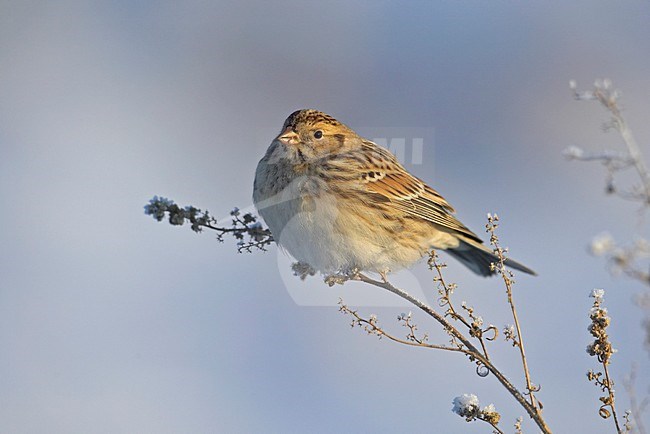 IJsgors in de winter; Lapland Longspur in winter stock-image by Agami/Markus Varesvuo,