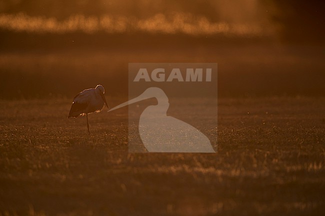adult white stork (ciconia ciconia) resting on a mowed meadow in the orange back light of the evening sun stock-image by Agami/Mathias Putze,