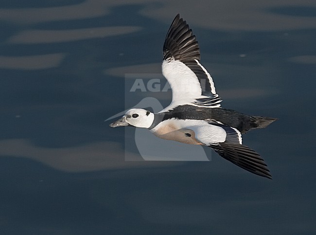 Stellers Eider; Steller's Eider; Polysticta stelleri stock-image by Agami/Jari Peltomäki,