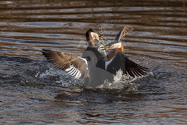 Fighting adult red-necked grebes (Podiceps grisegena) in breeding plumage stock-image by Agami/Mathias Putze,