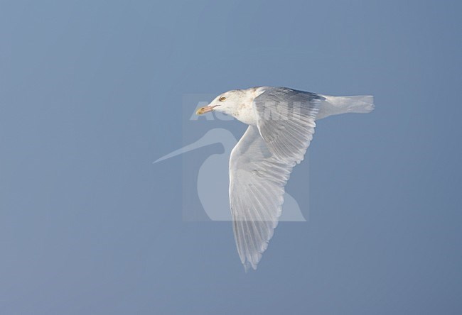 Glaucous Gull adult flying; Grote Burgemeester volwassen vliegend stock-image by Agami/Marc Guyt,