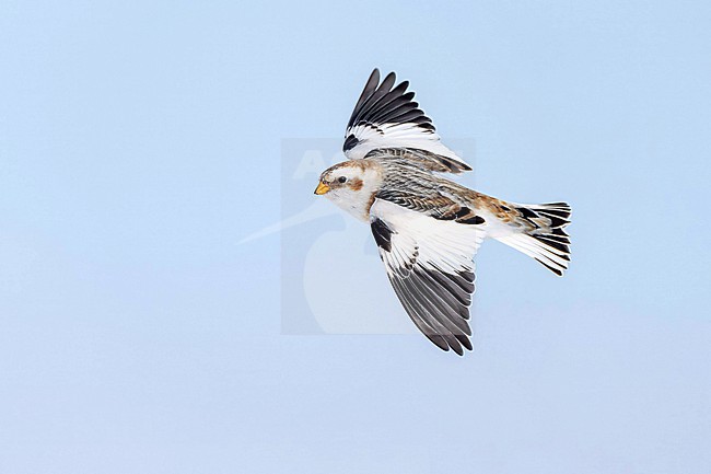 Snow Bunting (Plectrophenax nivalis) flying agains blue sky in its wintering habitat in Canada. stock-image by Agami/Marcel Burkhardt,