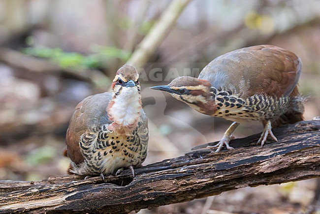 The white-breasted mesite (Mesitornis variegatus) is a ground-dwelling bird endemic to Madagascar. One of three species in the mesite family. It has a small population and is restricted to five sites in the north and west of the island, and one in the east. Here we see a unique moment of a pair of mesites preening. stock-image by Agami/Jacob Garvelink,