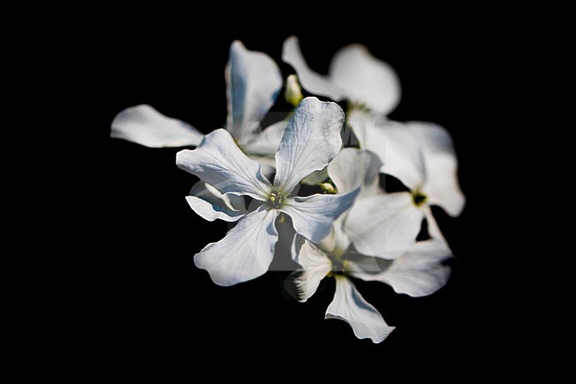 Honesty flowers stock-image by Agami/Wil Leurs,