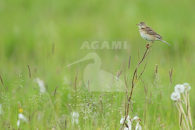 Richard's Pipit, Anthus richardi ssp. richardi, Russia (Baikal), adult stock-image by Agami/Ralph Martin,