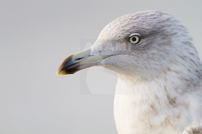 Herring Gull, Larus argentatus portrait of subadult in winter plumage seen from the side. 4th calender year. stock-image by Agami/Menno van Duijn,