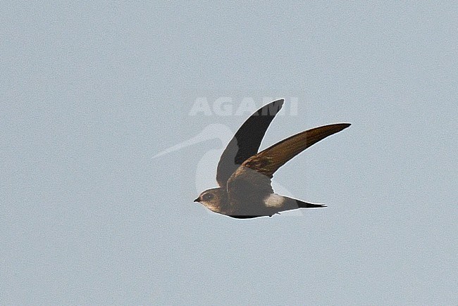 Immature Horus swift (Apus horus) at Schiermonnikoog, Netherlands. Extreme African vagrant and first record in the Western Palearctic (WP). stock-image by Agami/Laurens Steijn,