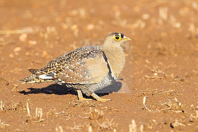 Double-banded Sandgrouse (Pterocles bicinctus), side view of an adult standing on the ground, Mpumalanga, South Africa stock-image by Agami/Saverio Gatto,