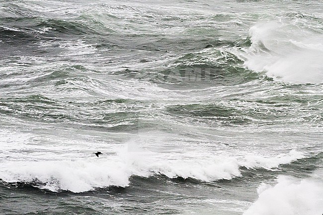 Aalscholver, Great Cormorant, Phalacrocorax carbo flying over stormy sea stock-image by Agami/Menno van Duijn,