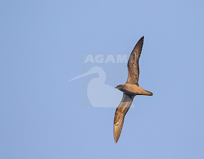 Henderson petrel, Pterodroma atrata/ Photographed during a Pitcairn Henderson and The Tuamotus expedition cruise. stock-image by Agami/Pete Morris,
