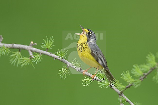 Adult male Canada Warbler, Cardellina canadensis
St. Louis Co., MN stock-image by Agami/Brian E Small,