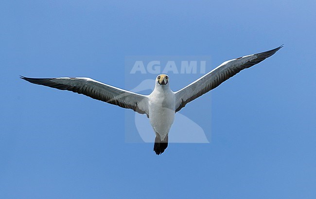 Masked Booby (Sula dactylatra melanops), adult in flight seen from below, Dhofar, Oman stock-image by Agami/Saverio Gatto,