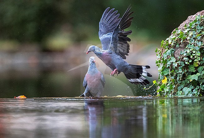 Endemic Trocaz Pigeon (Columba trocaz), also known as Madeira laurel pigeon or Long-toed pigeon, in laurel forest  on Madeira. stock-image by Agami/Marc Guyt,