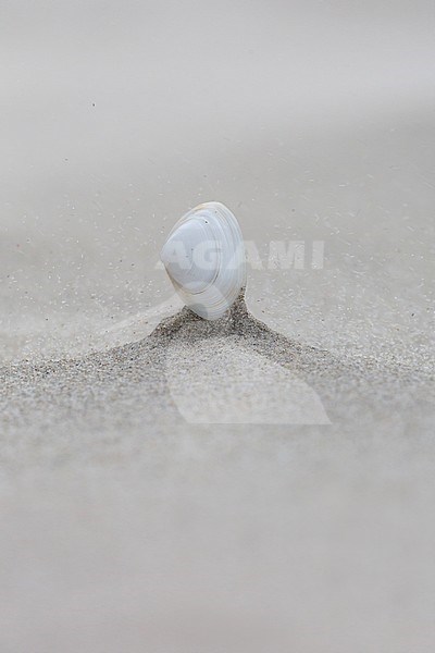 Washed-up shell, standing erect on the beach of the Wadden Island of Terschelling in the Netherlands. Wind blown and sand blasted. stock-image by Agami/Iolente Navarro,