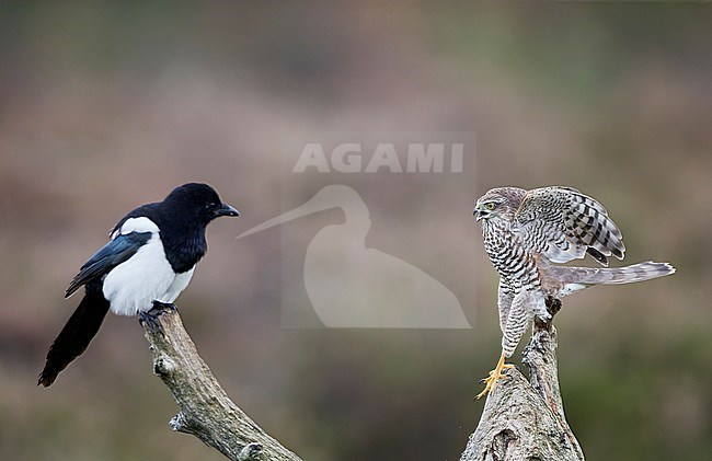 Sparrow Hawk juv. (Accipiter nisus) and a Magpie (Pica pica) Norway October 2019  Norway October 2019 stock-image by Agami/Markus Varesvuo,