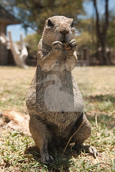 Kaapse grondeekhoorn etend Namibie, Cape Ground Squirrel eating Namibia stock-image by Agami/Wil Leurs,