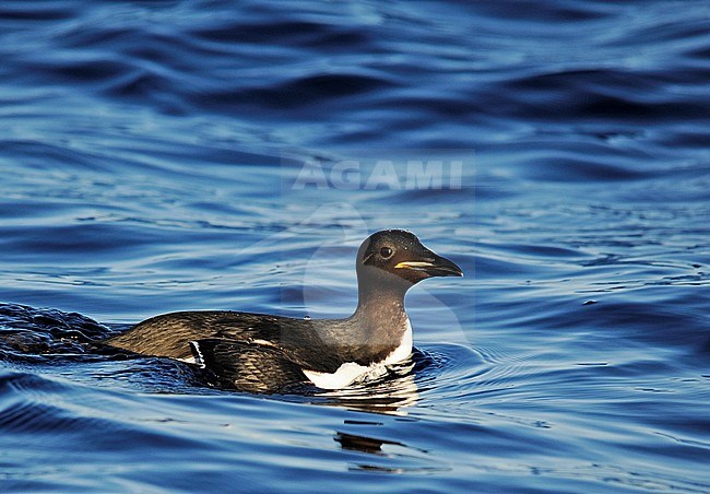 Thick-billed Murre (Uria lomvia) wintering in harbour of north Norway. Swimming, seen from the side. stock-image by Agami/Dani Lopez-Velasco,