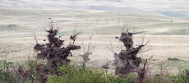 Roek, Rook, Corvus frugilegus ssp. frugilegus, Germany, colony stock-image by Agami/Ralph Martin,