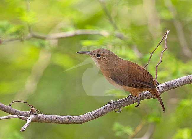 Grenada Wren (Troglodytes grenadensis) on Grenada, an island country of the West Indies in the eastern Caribbean Sea. stock-image by Agami/Pete Morris,