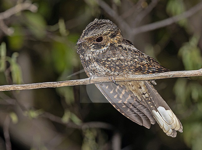 Puerto Rican Nightjar, Antrostomus noctitherus, in Puerto Rico. stock-image by Agami/Pete Morris,