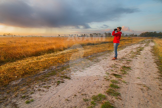 Natuurgebied Kalmthoutse heide in prachtige najaarskleuren stock-image by Agami/Menno van Duijn,
