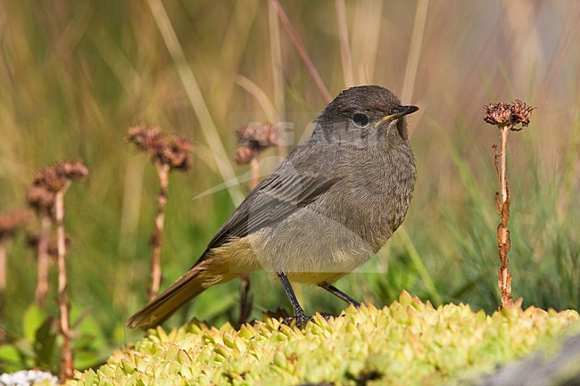 Jonge Zwarte Roodstaart Zwitserland, Young Black Redstart Switzerland stock-image by Agami/Wil Leurs,