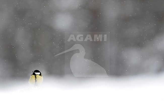 Koolmees; Great Tit; stock-image by Agami/Chris van Rijswijk,