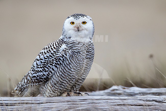 Immature
Grays Harbor Co., WA
January 2013 stock-image by Agami/Brian E Small,