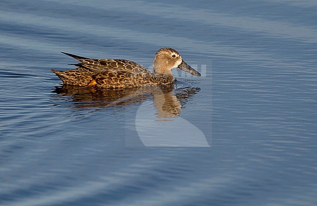 Cape shoveler, Anas smithii, swimming, Western Cape, South Africa stock-image by Agami/Karel Mauer,