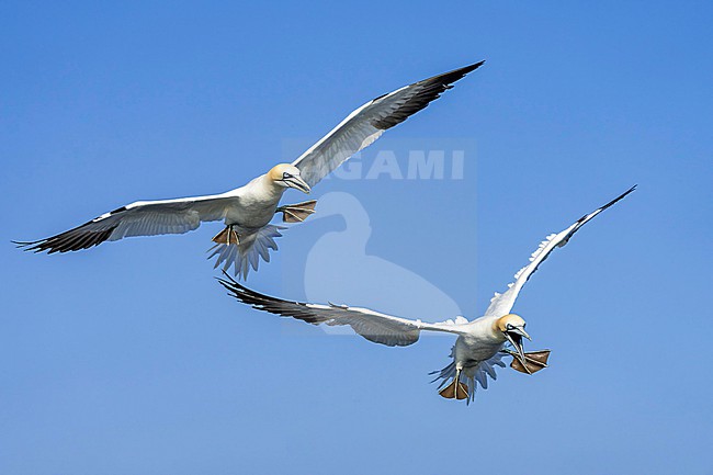 Northern Gannet (Morus bassanus) hunting for fish. stock-image by Agami/Marcel Burkhardt,