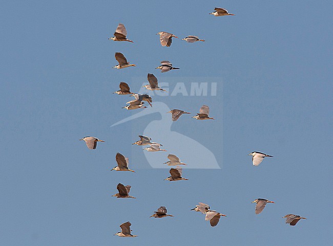 Flock of Black-crowned Night Herons (Nycticorax nycticorax) during migration in Egypt. Group with several different ages / plumages. stock-image by Agami/Edwin Winkel,