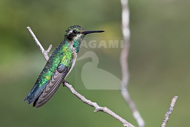 Red-billed Emerald (Chlorostilbon gibsoni nitens) at Los Flamencos Wildlife Sanctuary, Camarones, La Guajira, Colombia. stock-image by Agami/Tom Friedel,