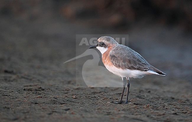 Lesser Sand Plover (Charadrius mongolus) at Khok Kham, Thailand stock-image by Agami/Helge Sorensen,