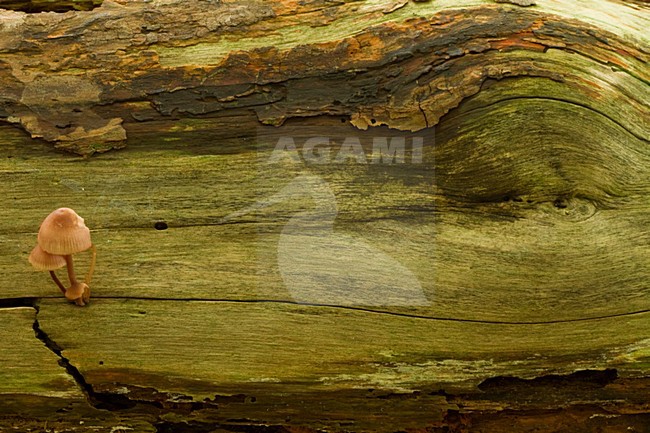 Paddestoelen, Fungi stock-image by Agami/Menno van Duijn,