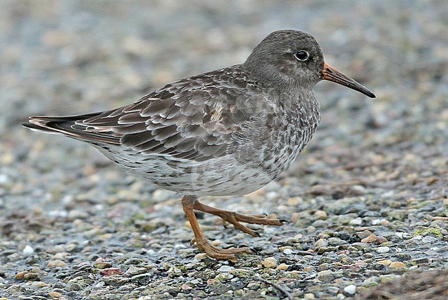 Purple Sandpiper (Calidris maritima), adult standing, seen from the side, moulting from summer to winter plumage. stock-image by Agami/Fred Visscher,