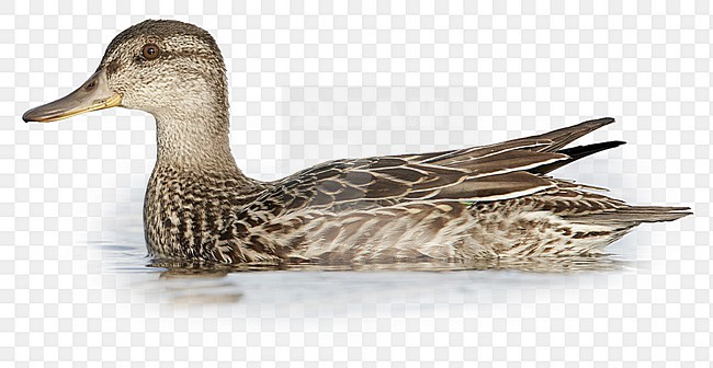Vrouwtje Wintertaling; Female Common Teal stock-image by Agami/Markus Varesvuo,