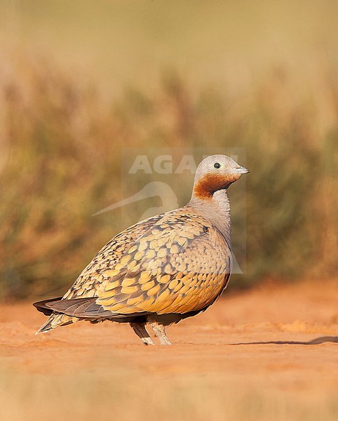 Black-bellied Sandgrouse (Pterocles orientalis) in the steppes near Belchite in Spain. stock-image by Agami/Marc Guyt,