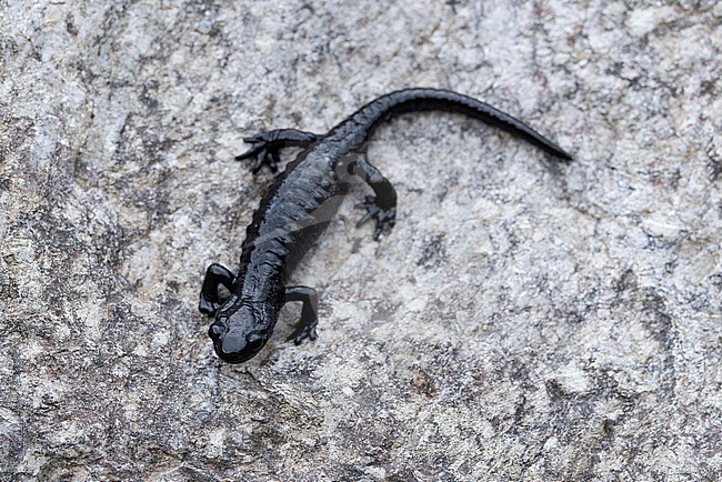 Adult alpine salamanders (Salamandra atra) found in the Austrian Alps in Tyrol stock-image by Agami/Mathias Putze,