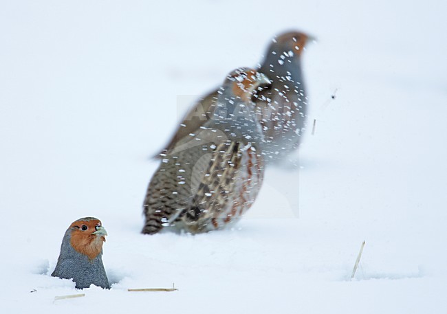 Grey Partridge (Perdis perdix) Liminka Finland October 2006 stock-image by Agami/Markus Varesvuo,
