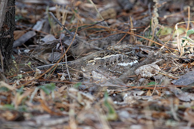 slender-tailed nightjar (Caprimulgus clarus) perching on the ground trust in its camouflage, found at Bishangari in Ethiopia stock-image by Agami/Mathias Putze,