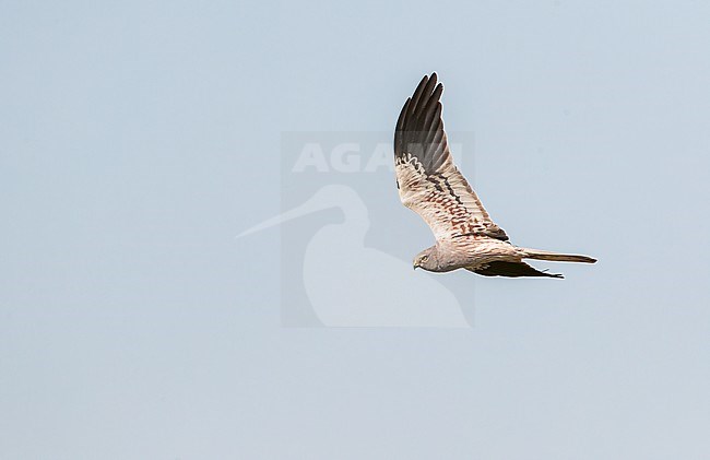 Male Montagu's Harrier (Circus pygargus) in flight in Spain. stock-image by Agami/Marc Guyt,
