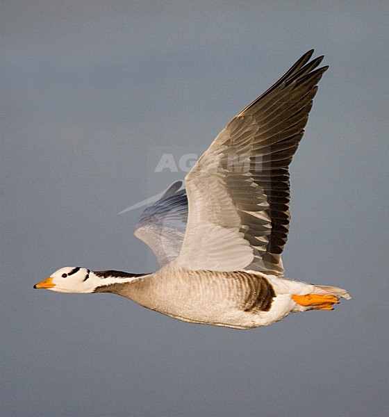 Bar-headed Goose in flight stock-image by Agami/Marc Guyt,