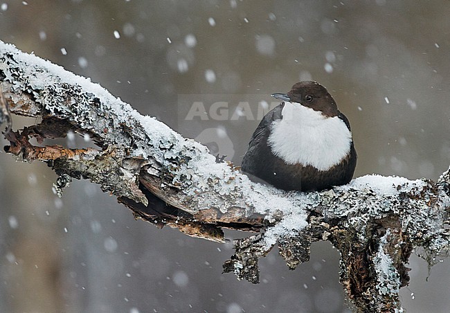 Wintering Black-bellied White-throated Dipper (Cinclus cinclus cinclus) in a fast flowing river at Kuusamo in arctic Finland. stock-image by Agami/Markus Varesvuo,