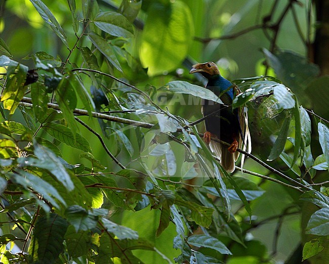 Wallace's standardwing (Semioptera wallacii) male perched in a tree stock-image by Agami/James Eaton,