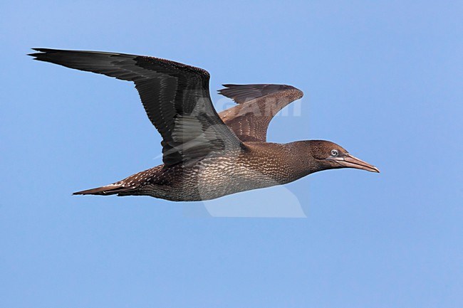 Jan-van-Gent; Northern Gannet; Sula bassana; Morus bassanus stock-image by Agami/Daniele Occhiato,